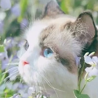 mimi