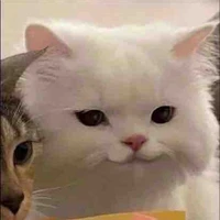 tác giả đẹp gái:)))