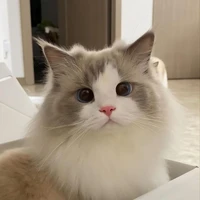 Bé mèo trắng