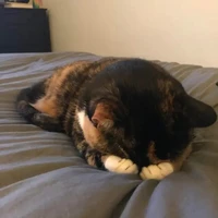 Người tạo truyện:>