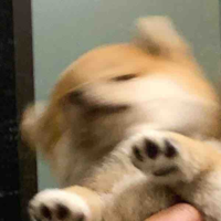 nvp