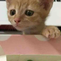 Tác Giả