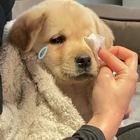 Tác gải bị bơ 