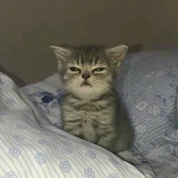 dino mắt lé - tác giả