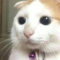 Mèo