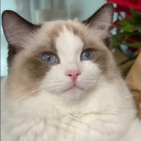 LiLy // Trương Trạch Vũ //