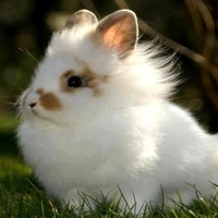 Mắt Lé // Trương Cực //