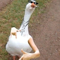 Nhím dz