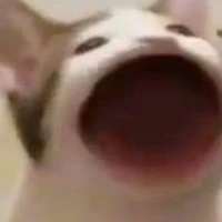 Kiti