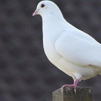 Haru( quạ của Kaityo)