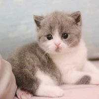 Mèo"Tả Hàng"