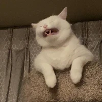 Chíp