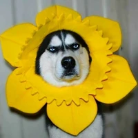 Honggg - tác giả đey