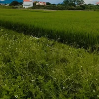 tác giả 🥰
