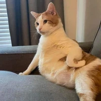 T/G cute nhất hệ mặt bàn 