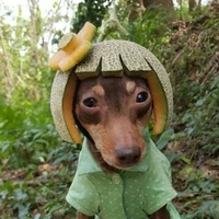 Con chó đáng yêu🐶