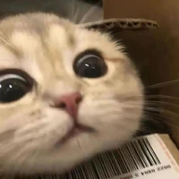 Đám Buôn Chuyện Khác