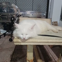 thằng tác