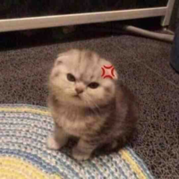 Tác giả cute 