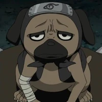 Chó ninja 🐕