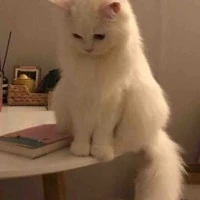 tg đam mê ngược