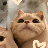 tg cutii :^
