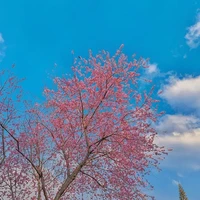 all nữ (trừ những người cần trừ)