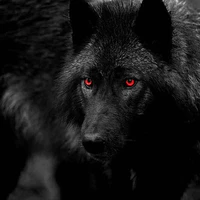 Black Adalwolf Wolf
