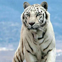 White Tigre Royal