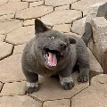 Dúi ( tg )