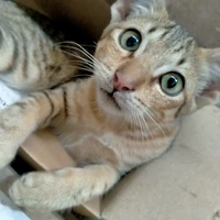 NVP(trừ những người cần trừ)