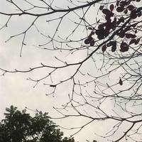 Cả hai