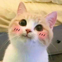 tg mèo