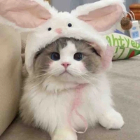 tg cuti nì ><