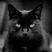 Leo🐈‍⬛*Nó*