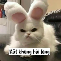 Hệ thống - Usagi