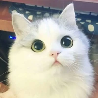 t/g hay chọc chó :×