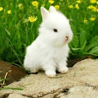 Nhon Nhon
