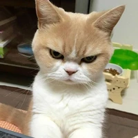 Cô Mỹ Thuật (mèo cọc)
