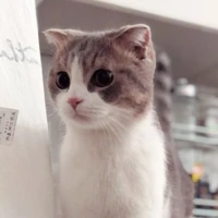 Leo ( Nàng)