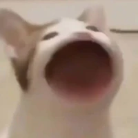 nhìn giề trộm chó đó rồi sao😏 (t/g)