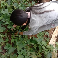 q.hương