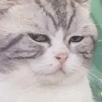 T/g tên Me