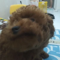 tác giả