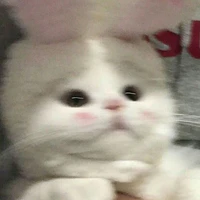 Y/N