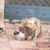 T/g xàm xi đú