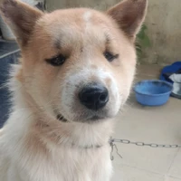 tác giả