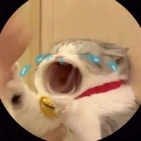 ad si tình dmn 🙈