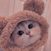 Mèo