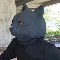 carton cat